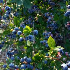 Blueberry 3G [Ericaceae Vaccinium]